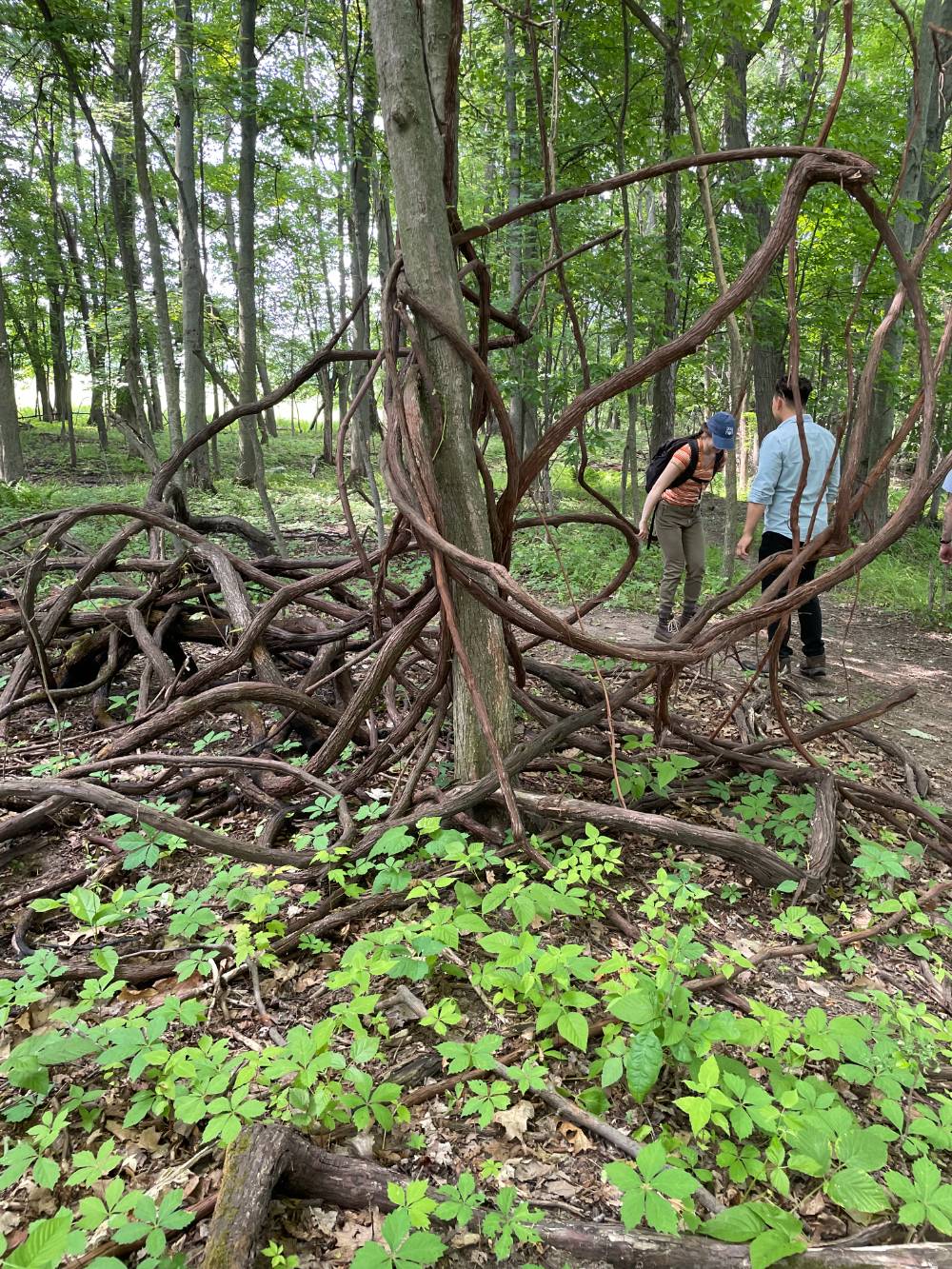 people standing behind twisty root tree